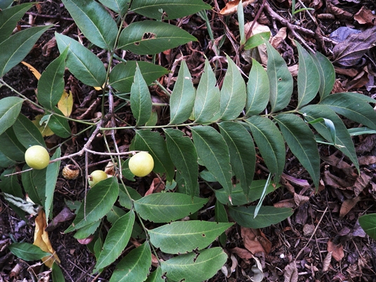 {Sapindus saponaria}